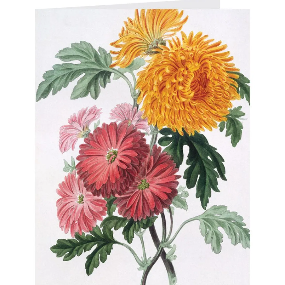 Botanical Illustrations Notecards*The Met Store Sale