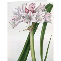 Botanical Illustrations Notecards*The Met Store Sale