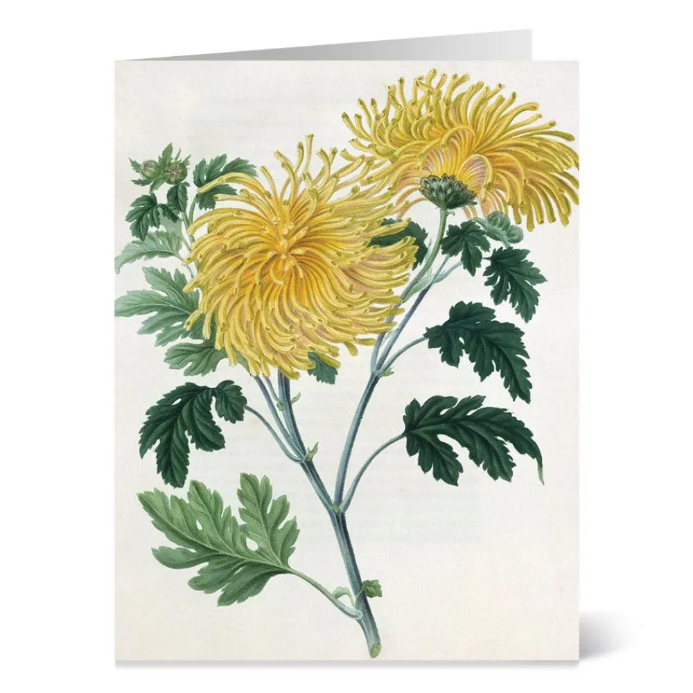 Botanical Illustrations Notecards*The Met Store Sale